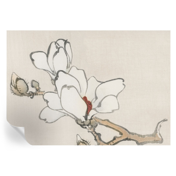Tapeta samoprzylepna Delikatne magnolie 312x219 Tulup 967124
